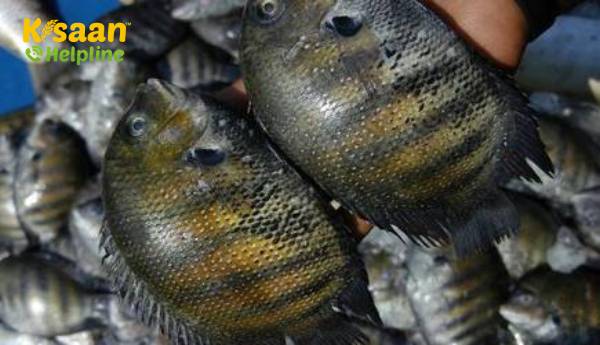 तटीय परिवारों की आजीविका की स्थिति में सुधार के लिए ब्रैकिश (खारा पानी एक्वाकल्चर) आधारित एकीकृत कृषि प्रणाली तटीय परिवारों की आजीविका की स्थिति में सुधार के लिए ब्रैकिश (खारा पानी एक्वाकल्चर) आधारित एकीकृत कृषि प्रणाली